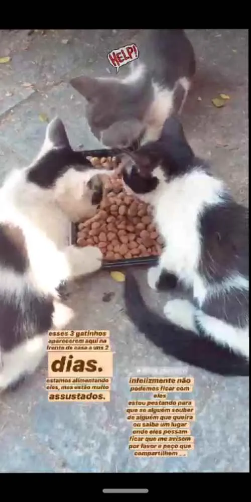 Gato ra a Não tem  idade Abaixo de 2 meses nome Não tem 