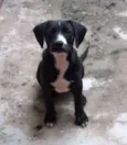 Pretusco