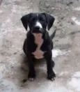Pretusco