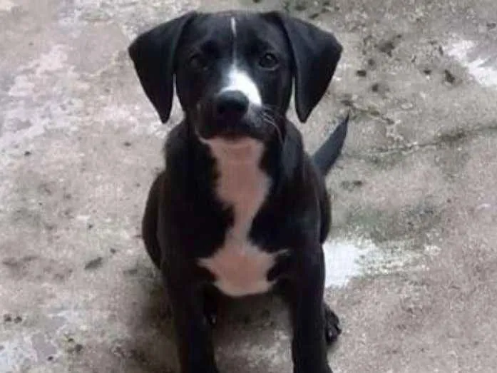 Cachorro ra a  idade 2 a 6 meses nome Pretusco