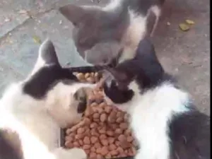 Gato raça Não tem  idade Abaixo de 2 meses nome Não tem 