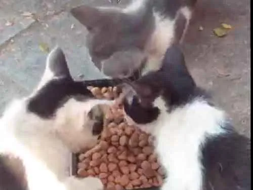 Gato ra a Não tem  idade Abaixo de 2 meses nome Não tem 