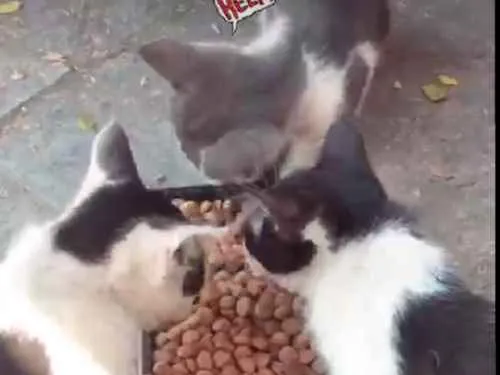 Gato ra a Não tem  idade Abaixo de 2 meses nome Não tem 