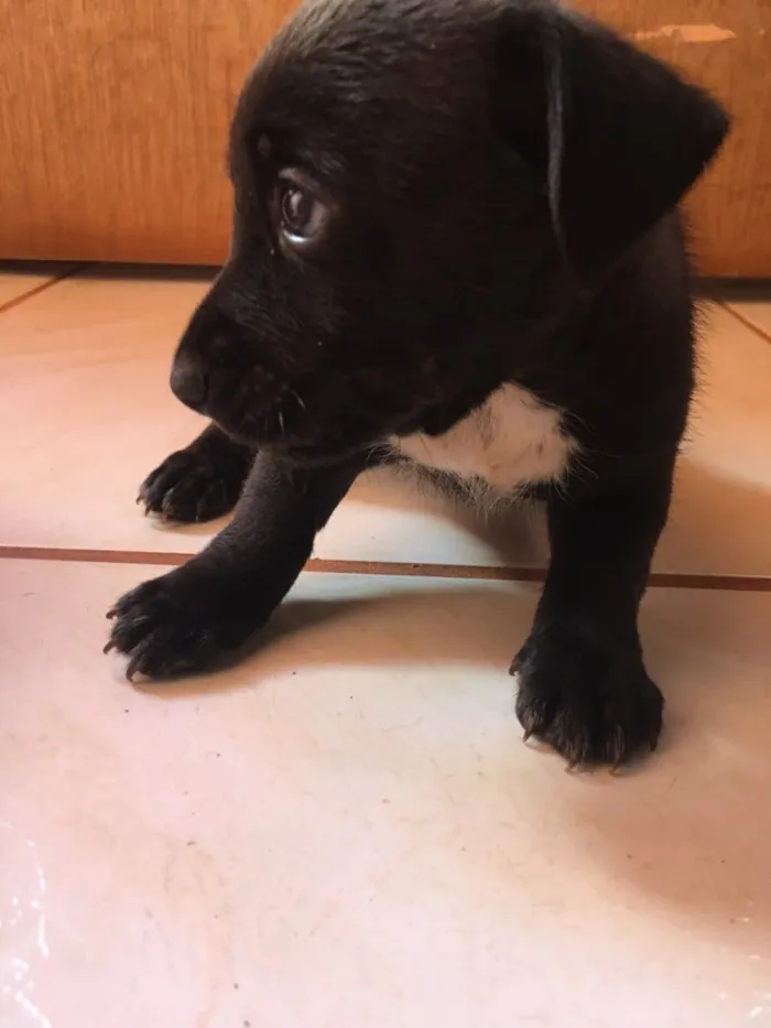 Cachorro ra a Basset+vira lata idade Abaixo de 2 meses nome Macho