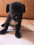 Macho