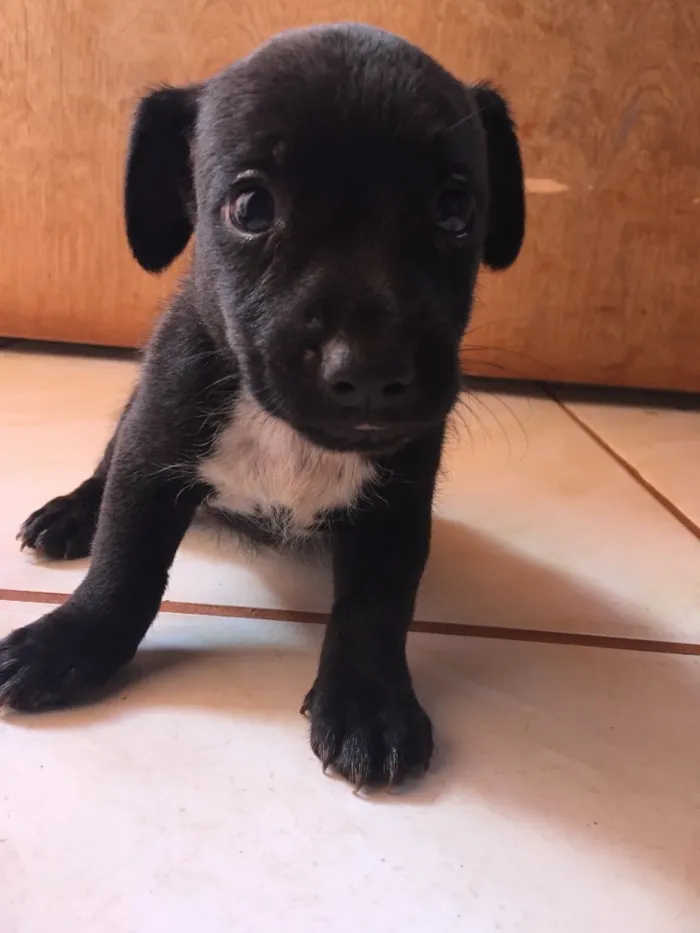 Cachorro ra a Basset+vira lata idade Abaixo de 2 meses nome Macho