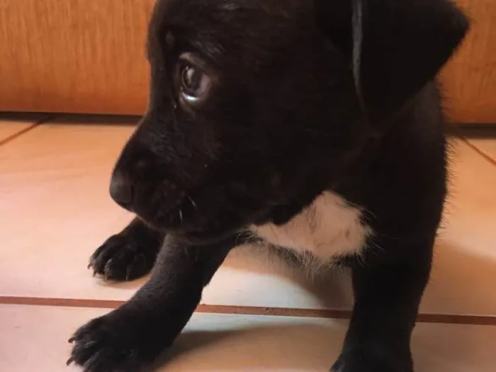 Cachorro ra a Basset+vira lata idade Abaixo de 2 meses nome Macho