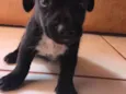 Macho