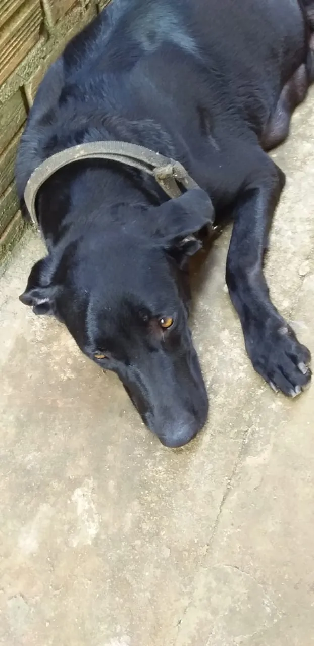 Cachorro ra a mãe e labradora idade Abaixo de 2 meses nome ainda sem nome