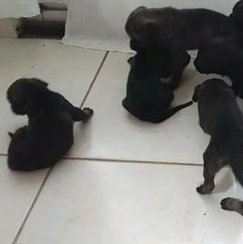 Cachorro ra a mãe e labradora idade Abaixo de 2 meses nome ainda sem nome