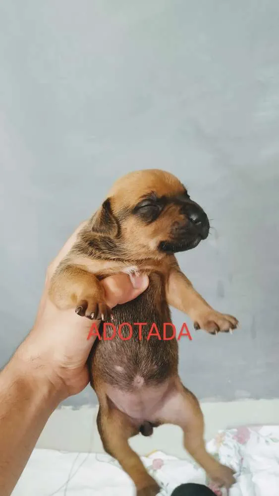 Cachorro ra a Srd idade Abaixo de 2 meses nome Filhotes 