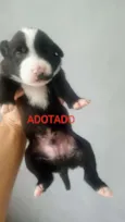 Filhotes 
