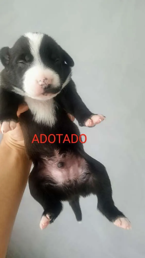 Cachorro ra a Srd idade Abaixo de 2 meses nome Filhotes 