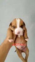 Filhotes