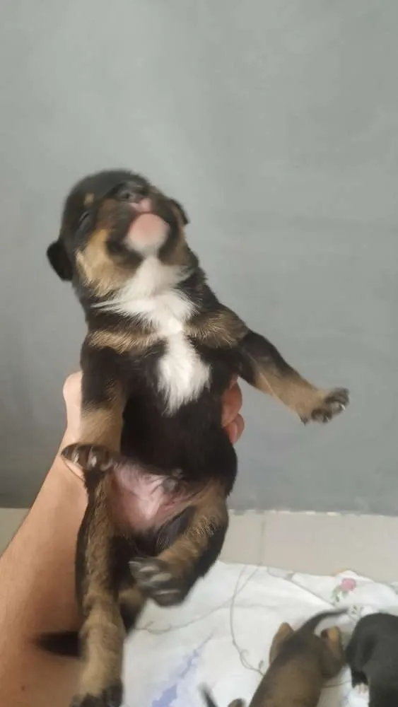 Cachorro ra a Srd idade Abaixo de 2 meses nome Filhotes 
