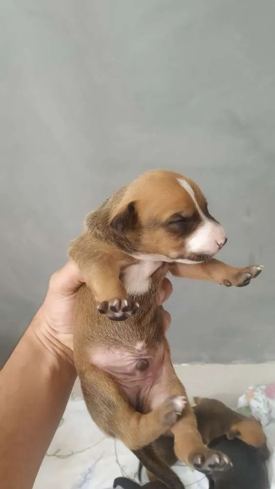 Cachorro ra a Srd idade Abaixo de 2 meses nome Filhotes 