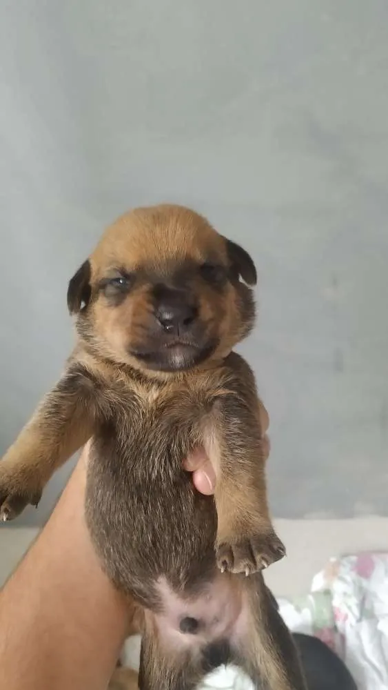 Cachorro ra a Srd idade Abaixo de 2 meses nome Filhotes 