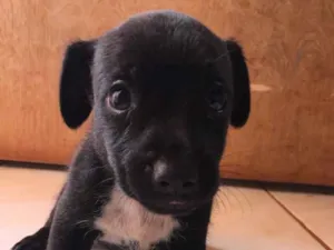 Cachorro raça Basset+vira lata idade Abaixo de 2 meses nome Macho