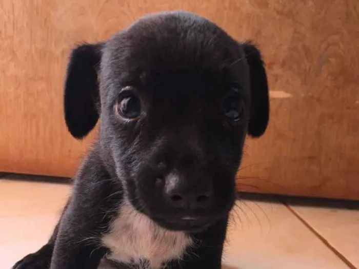 Cachorro ra a Basset+vira lata idade Abaixo de 2 meses nome Macho