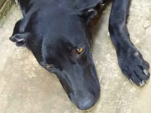 Cachorro ra a mãe e labradora idade Abaixo de 2 meses nome ainda sem nome