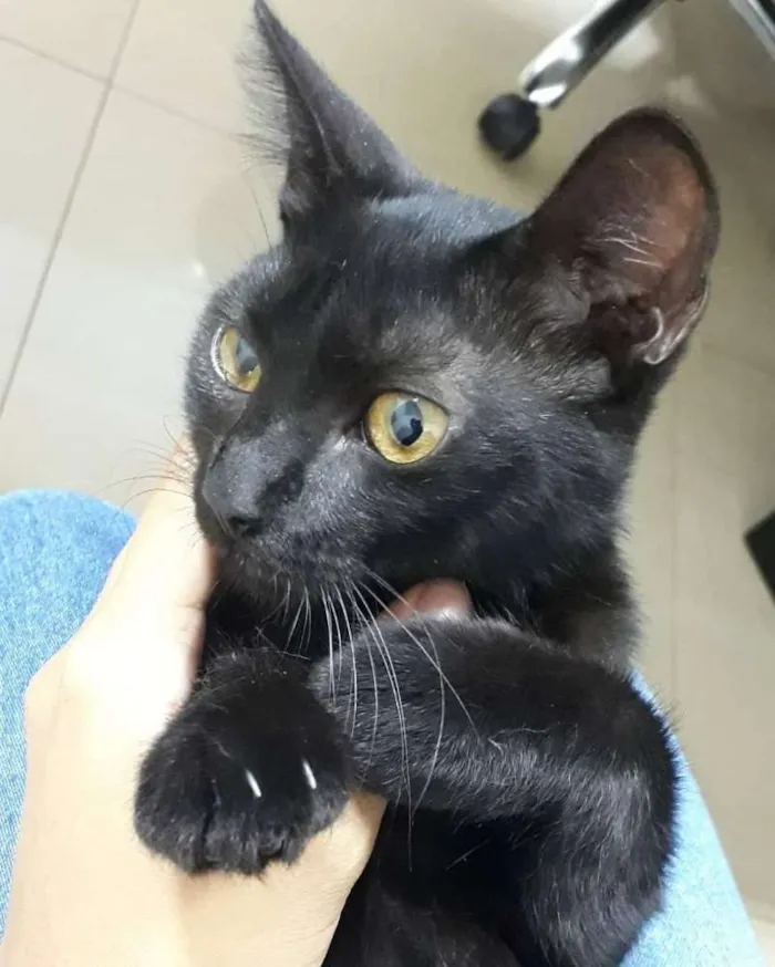 Gato ra a SRD idade 2 a 6 meses nome Lis