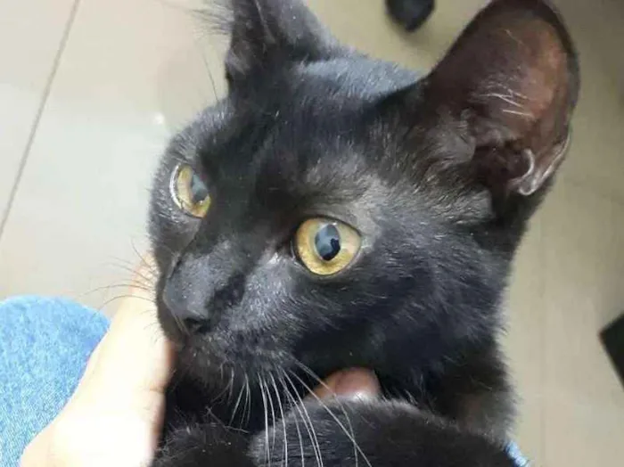 Gato ra a SRD idade 2 a 6 meses nome Lis