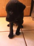 Quieto