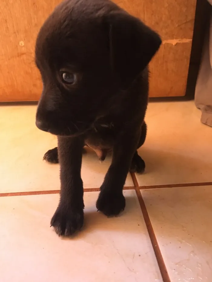 Cachorro ra a Basset +vira lata idade Abaixo de 2 meses nome Quieto
