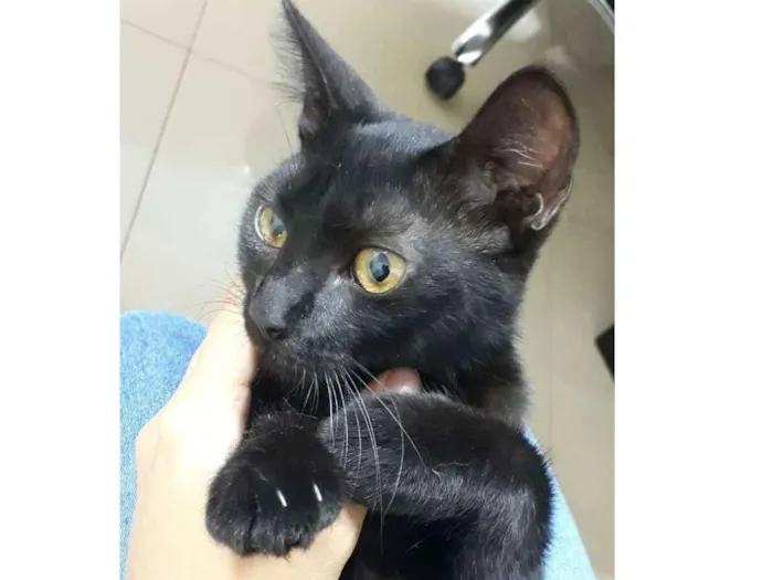 Gato ra a SRD idade 2 a 6 meses nome Lis