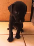 Quieto