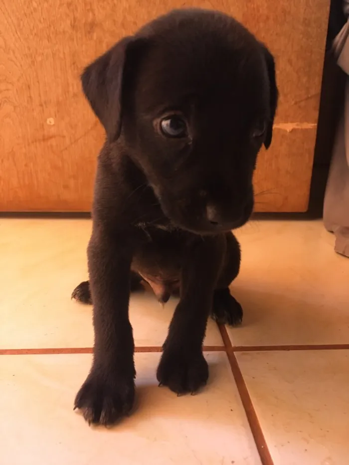 Cachorro ra a Basset +vira lata idade Abaixo de 2 meses nome Quieto