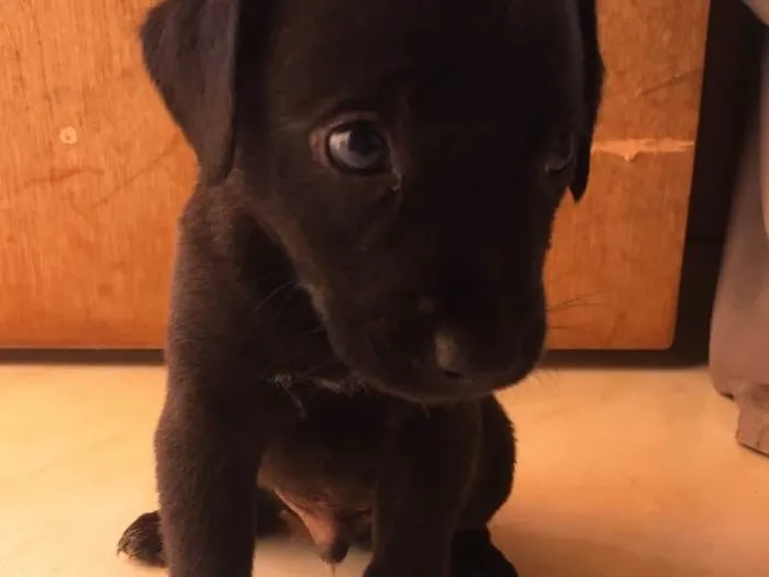 Cachorro ra a Basset +vira lata idade Abaixo de 2 meses nome Quieto