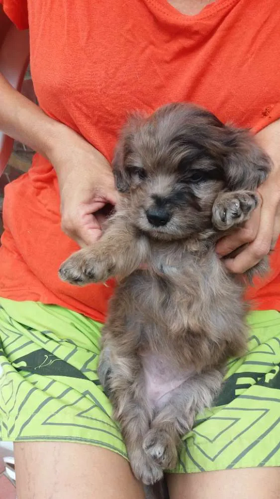 Cachorro ra a Poodle mestiça  idade Abaixo de 2 meses nome Bebezinha 