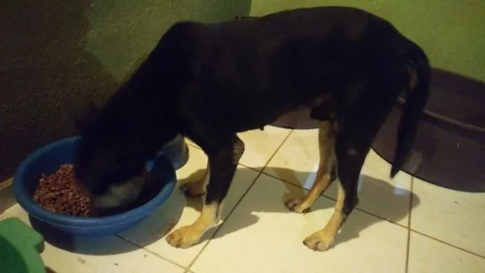 Cachorro ra a Viralatas  idade 4 anos nome Doki, Sófia