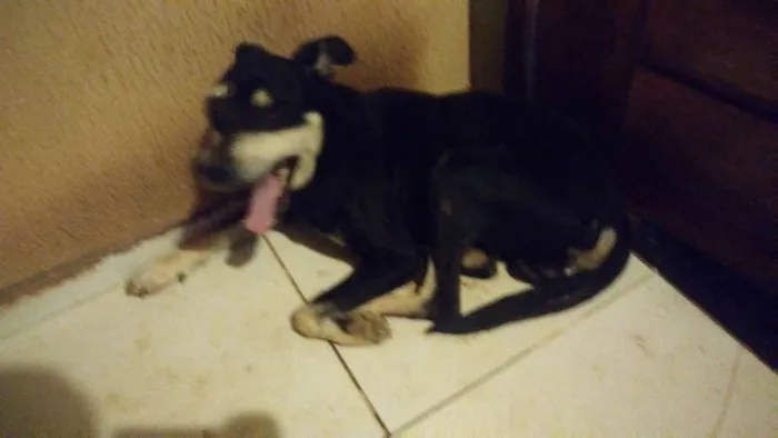 Cachorro ra a Viralatas  idade 4 anos nome Doki, Sófia