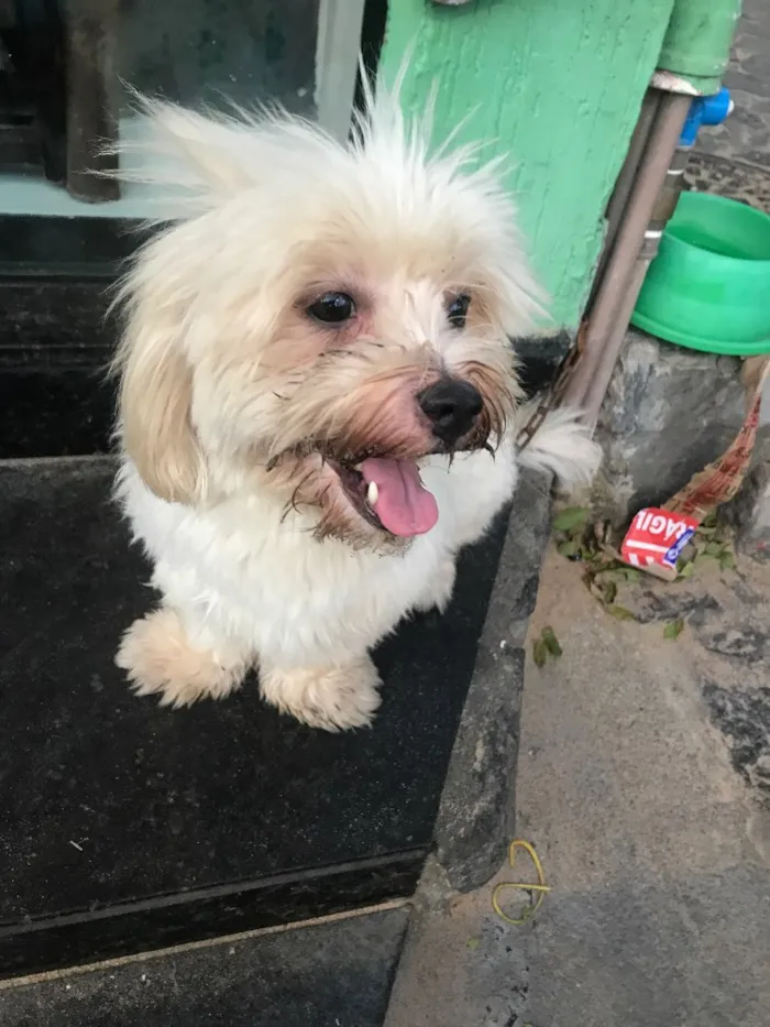 Cachorro ra a Lhasa/Maltes idade 2 anos nome ????