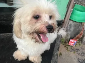 Cachorro raça Lhasa/Maltes idade 2 anos nome ????