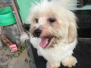 Cachorro raça Lhasa/Maltes idade 2 anos nome ????