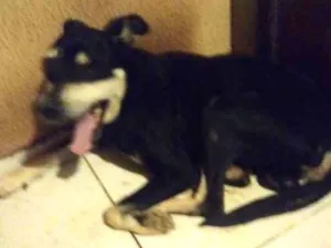 Cachorro raça Viralatas  idade 4 anos nome Doki, Sófia