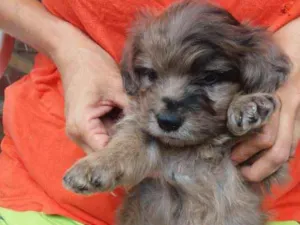 Cachorro raça Poodle mestiça  idade Abaixo de 2 meses nome Bebezinha 
