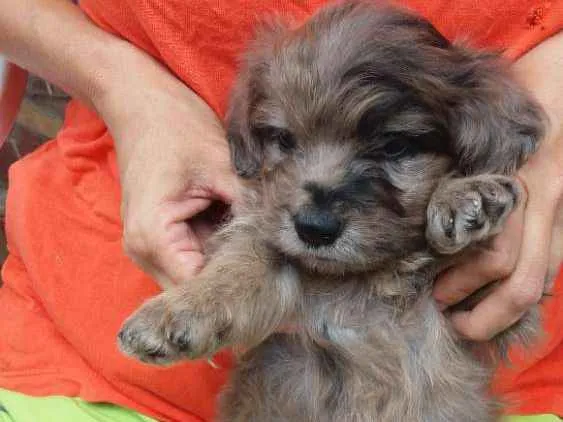 Cachorro ra a Poodle mestiça  idade Abaixo de 2 meses nome Bebezinha 