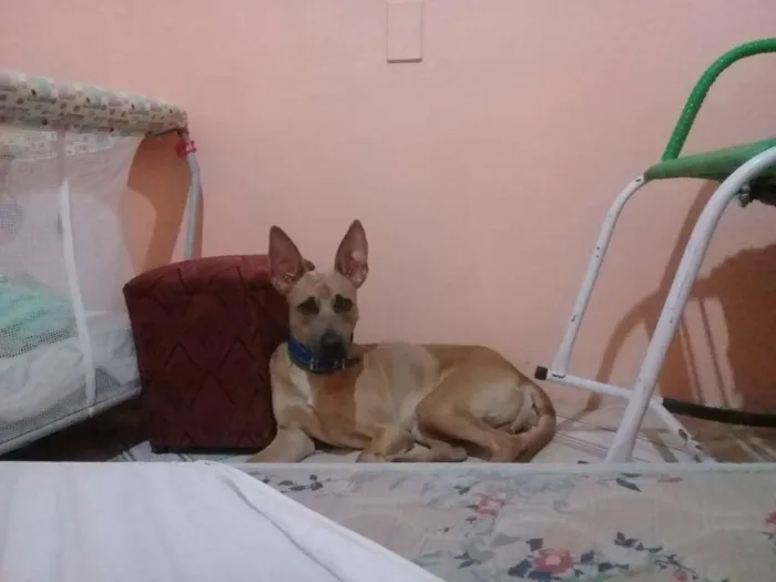 Cachorro ra a Sem raça  idade 1 ano nome Thor