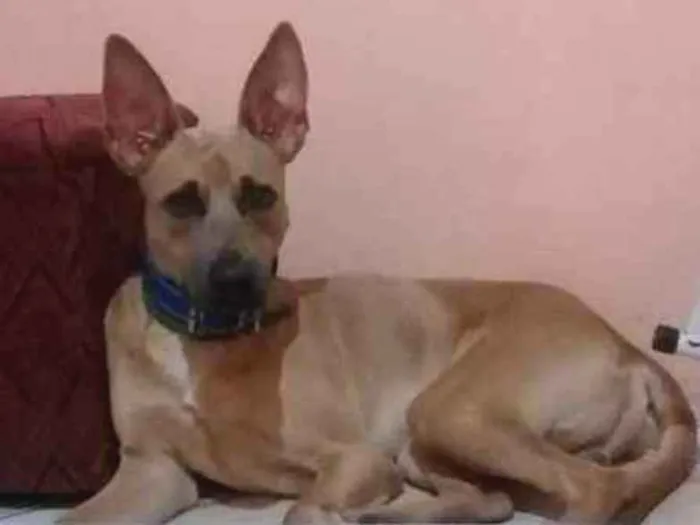 Cachorro ra a Sem raça  idade 1 ano nome Thor