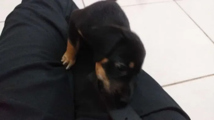Cachorro raça Nao sei idade Abaixo de 2 meses nome Lola