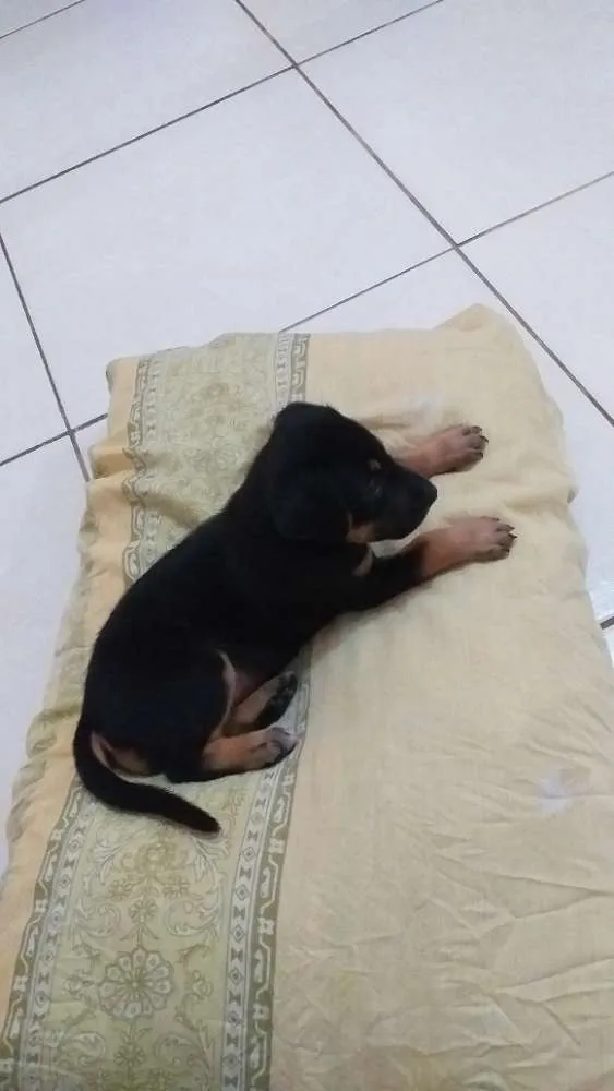 Cachorro raça Nao sei idade Abaixo de 2 meses nome Lola