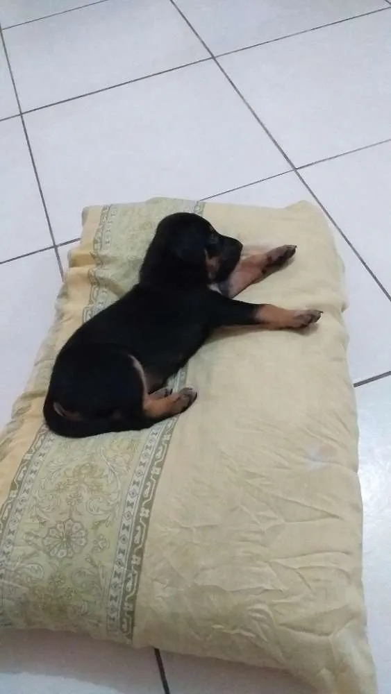Cachorro raça Nao sei idade Abaixo de 2 meses nome Lola