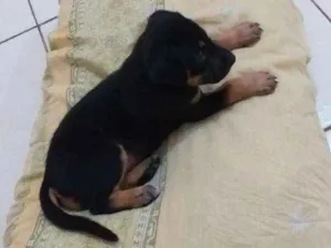Cachorro raça Nao sei idade Abaixo de 2 meses nome Lola