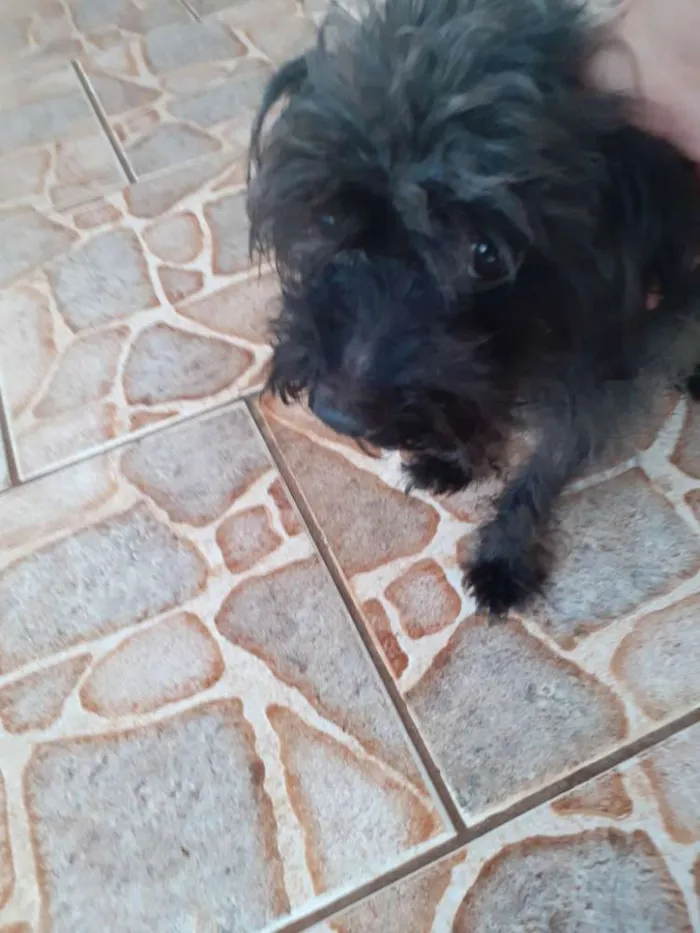 Cachorro raça Podoo pequeno idade 4 anos nome Costelinha 