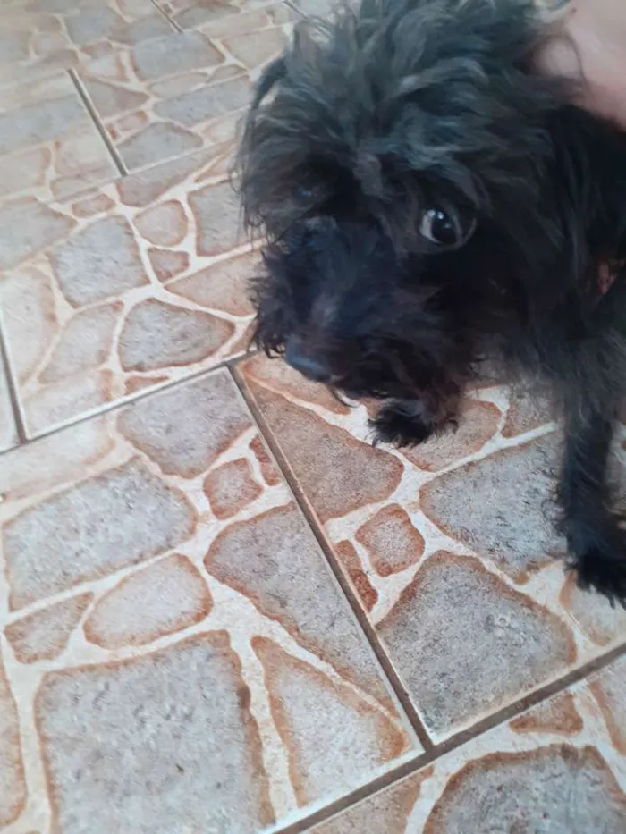 Cachorro raça Podoo pequeno idade 4 anos nome Costelinha 