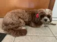 Shitszu 